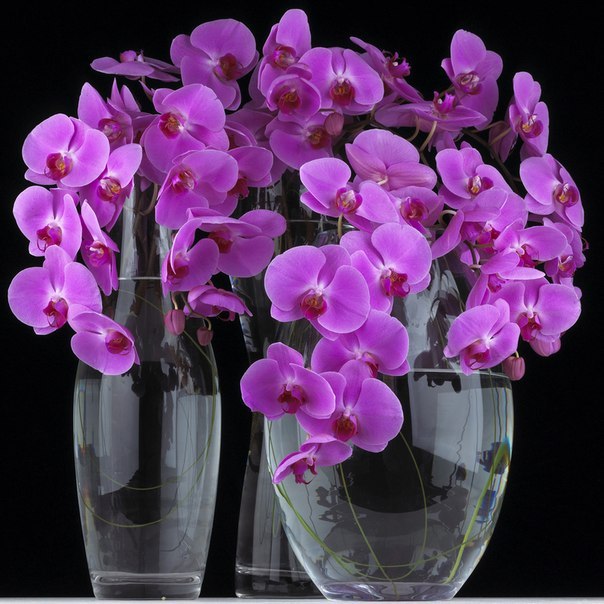 Výsledok vyhľadávania obrázkov pre dopyt orchidea