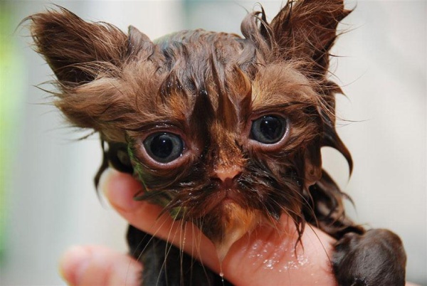 funny-wet-cats-15