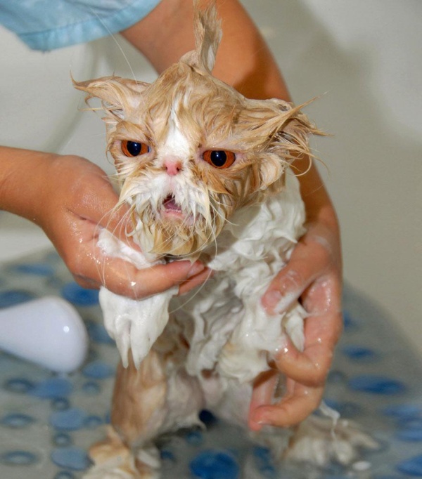 funny-wet-cats-17