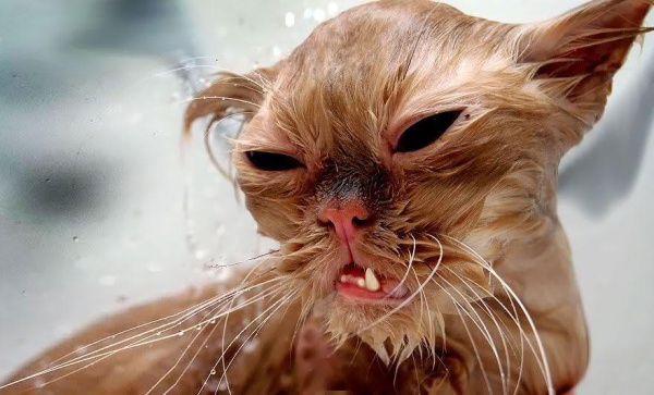 funny-wet-cats-24