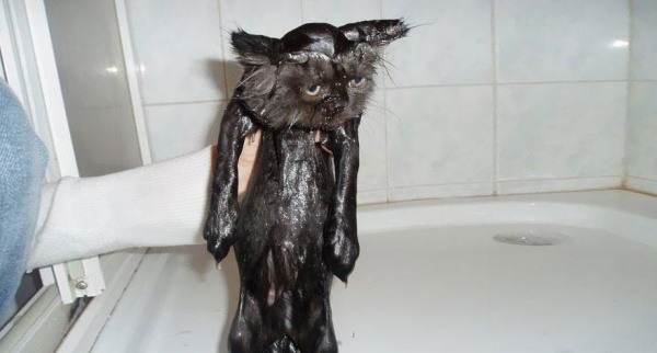 funny-wet-cats-25(1)