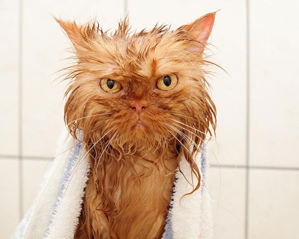 funny-wet-cats-4(1)