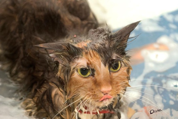 funny-wet-cats-5