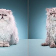 funny-wet-cats-7