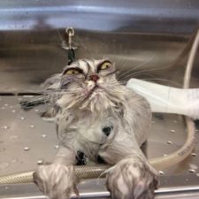funny-wet-cats-8