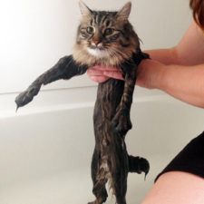 funny-wet-cats-9-2