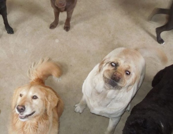 the_most_awkward_dogs_of_2013_14