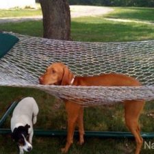 funny_cats_dogs_stuck_furniture_30