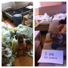 dogs-who-are-shamelessly-proud-of-what-they-just-did-29