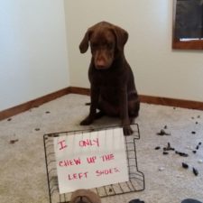 dogs-who-are-shamelessly-proud-of-what-they-just-did-32