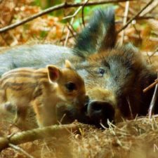 17Mom-and-baby-wildboar_zps9ae9a8ad