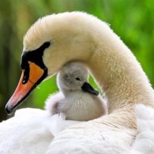 25Moma-swan-and-baby_zpsbfcf266a