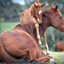 9Foal-urging-moma-horse-to-get-up-and-play_zpse6bef1f0