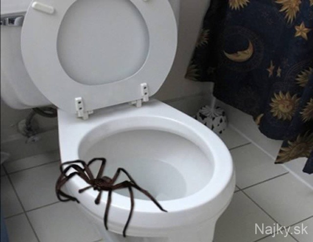 a98968_found-in-toilet_10-spider