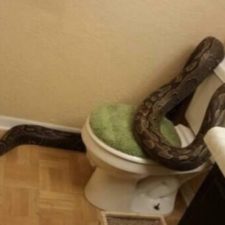 a98968_found-in-toilet_11-snake