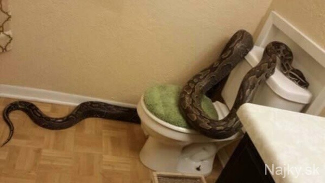 a98968_found-in-toilet_11-snake