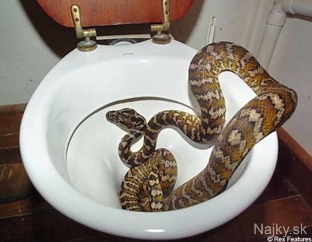a98968_found-in-toilet_3-snake
