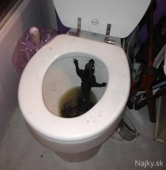 a98968_found-in-toilet_6-squirrel
