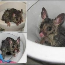 a98968_found-in-toilet_7-possum