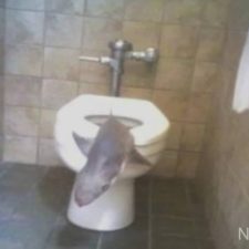 a98968_found-in-toilet_8-shark