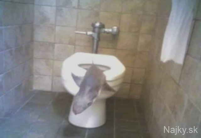 a98968_found-in-toilet_8-shark