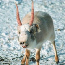 4-Saiga-Antelope - kópia - kópia