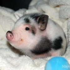 cutest-small-animals18