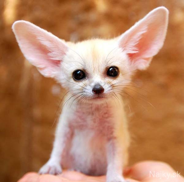 cutest-small-animals25
