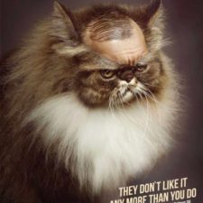 funny_ads_with_animals_23