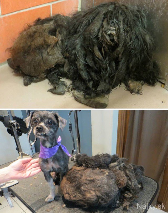 dog-makeover-before-after-rescue-33