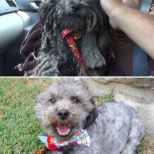 dog-makeover-before-after-rescue-34