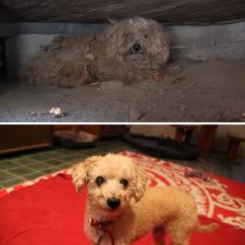 dog-makeover-before-after-rescue-39