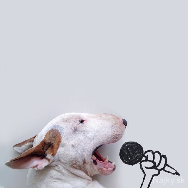 jimmy-choo-bull-terrier-illustrations-rafael-mantesso-1