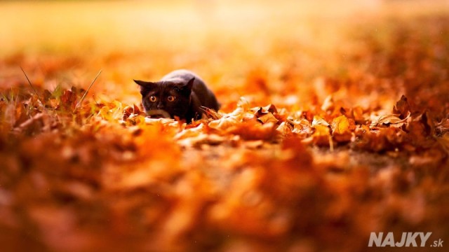 animals-in-autumn-210__880