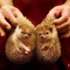 cute-animals-twins-16 - kópia