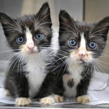 cute-animals-twins-8 - kópia