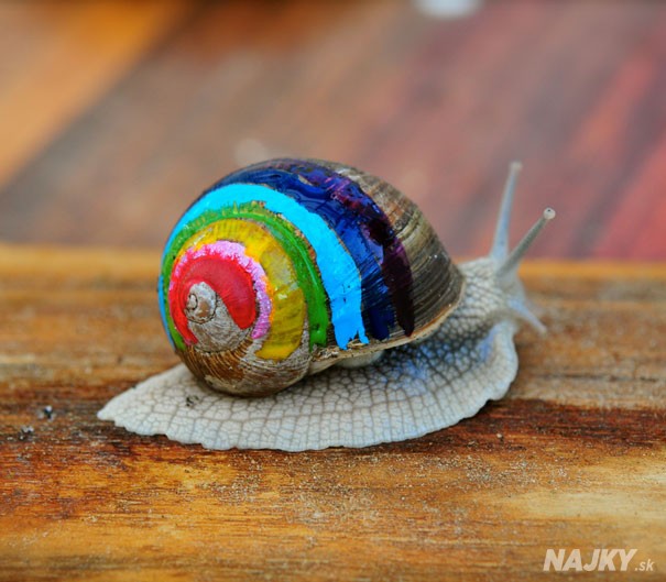 painted-snail-shell-9