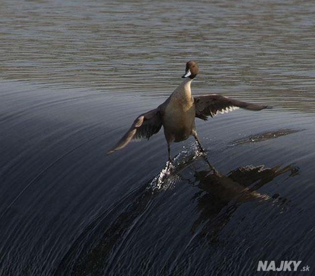 perfectly timed duck