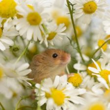 wild-mouse-photography-20