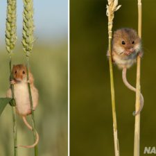 wild-mouse-photography-30