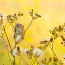 wild-mouse-photography-31