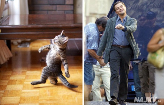 cat-looks-like-other-thing-lookalikes-celebrities-2__700