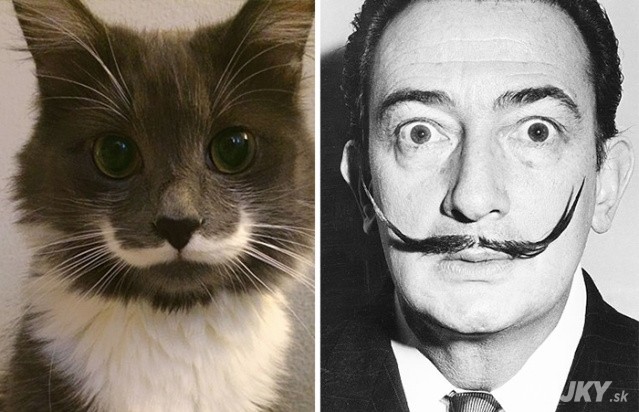cat-looks-like-other-thing-lookalikes-celebrities-29__700