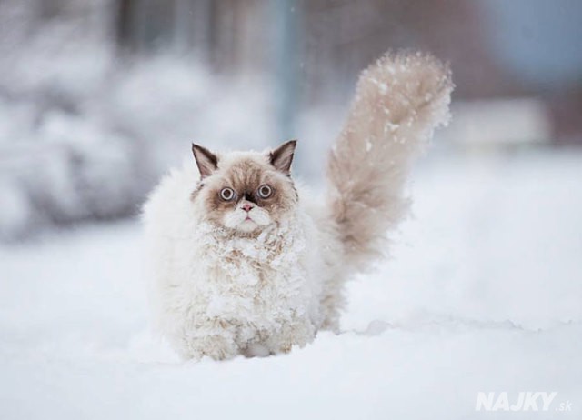 20-pictures-of-animals-playing-in-the-snow-for-the-first-time-1__700