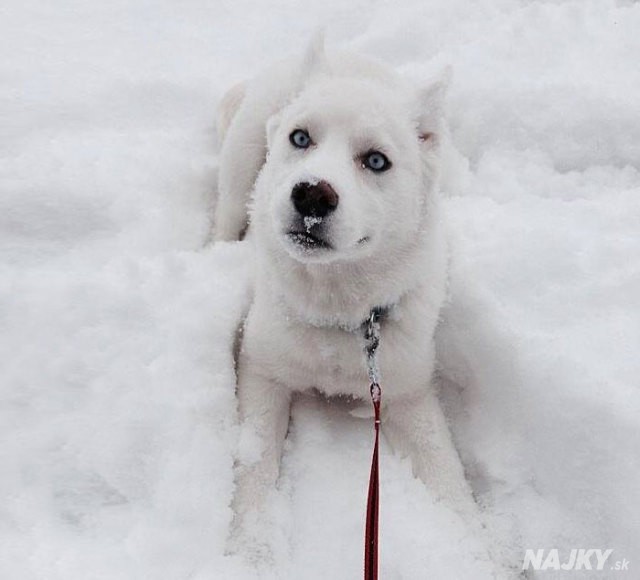 20-pictures-of-animals-playing-in-the-snow-for-the-first-time-2__700
