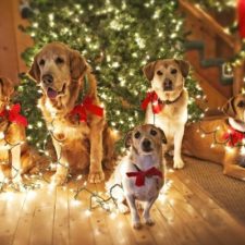 Christmas-Dogs-With-Lights-Wallpapers.27047773
