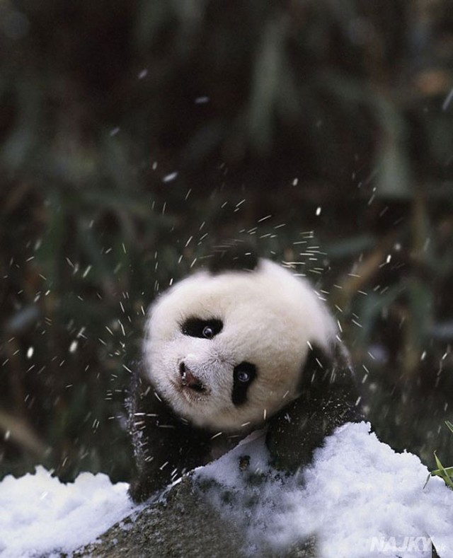 animals-and-first-snow-baby-panda1__700