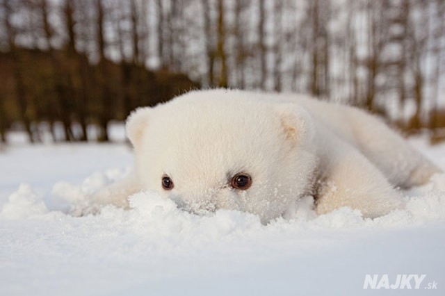 animals-and-first-snow-baby-polar-bear-2