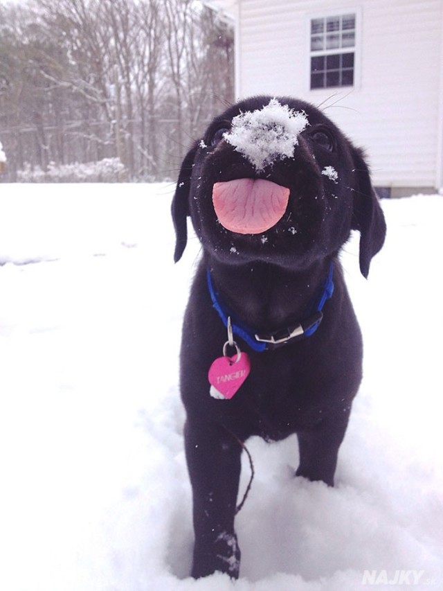 animals-and-first-snow-black-puppy__700