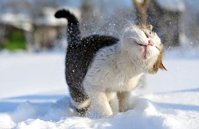 animals-and-first-snow-cat-2__700
